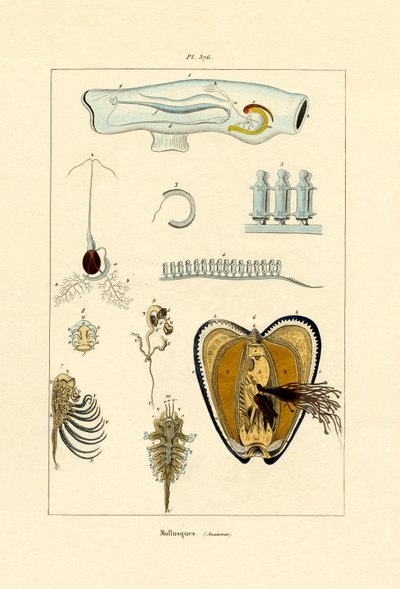 Weichtiere von French School